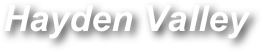 Hayden Valley